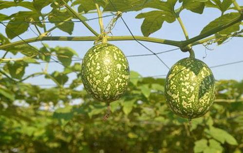 吊瓜汤去哪吃,揭秘各地特色吊瓜汤美食之旅